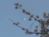 ２枚目の写真:月とさくら(DIMAGE X)