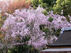 １７枚目の写真:上賀茂神社(みあれ桜)