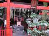 １５枚目の写真:野宮神社