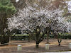 ２枚目の写真:京都御苑