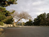 ４枚目の写真:京都御苑