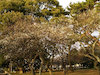 ７枚目の写真:京都御苑