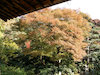 ２２枚目の写真:東福寺
