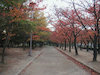 １２枚目の写真:大阪城公園(秋)