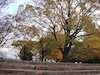１４枚目の写真:大阪城公園(秋)