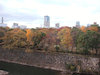 １５枚目の写真:大阪城公園(秋)