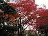 １８枚目の写真:大阪城公園(秋)