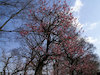 １枚目の写真:大阪城公園(春:2月)