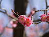 ２枚目の写真:大阪城公園(春:2月)