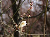 ８枚目の写真:大阪城公園(春:2月)