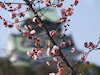 １４枚目の写真:大阪城公園(春:2月)