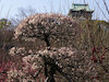 １９枚目の写真:大阪城公園(春:2月)