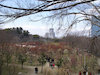 ２０枚目の写真:大阪城公園(春:2月)