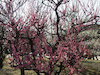 ２３枚目の写真:大阪城公園(春:2月)