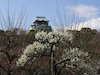 ２５枚目の写真:大阪城公園(春:2月)