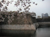 ７枚目の写真:大阪城公園(春:4月)