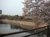 ８枚目の写真:大阪城公園(春:4月)