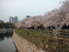 ９枚目の写真:大阪城公園(春:4月)
