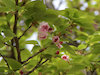 １３枚目の写真:兼六園菊桜