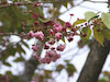 ３９枚目の写真:数珠掛桜