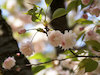 １２枚目の写真:鎌足桜