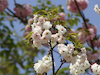 １４枚目の写真:渦桜